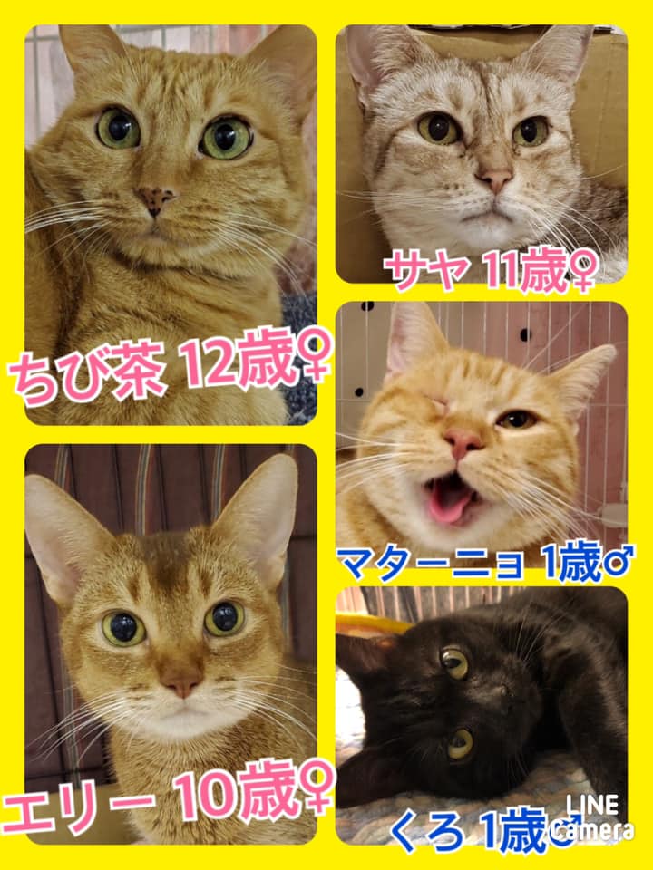 🐾今日の里親様募集中ニャンコ🐱メンバーです🐾2020,8,25